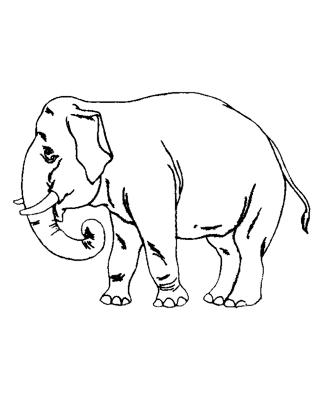 Elephant Coloring Pages | ColoringMates.