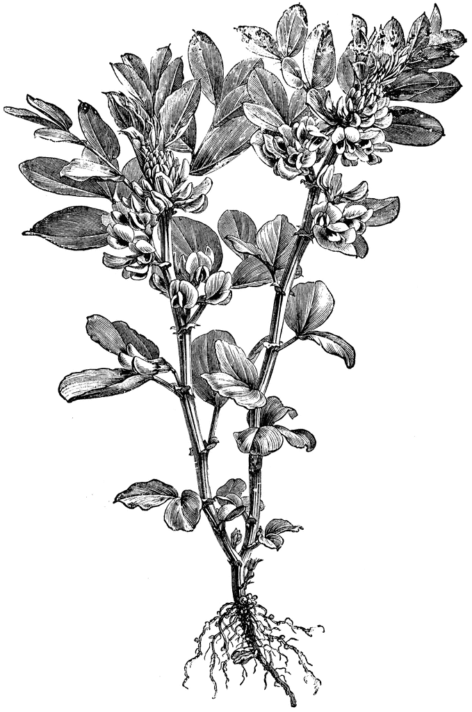 Broad Bean Plant in Flower | ClipArt ETC