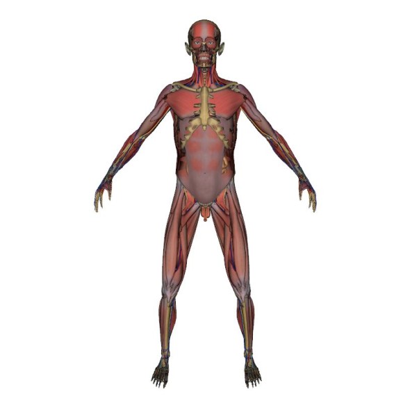 Human Body Diagram Blank - ClipArt Best