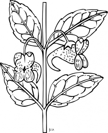 Ku Impatiens Capensis Outline clip art clip arts, free clipart ...