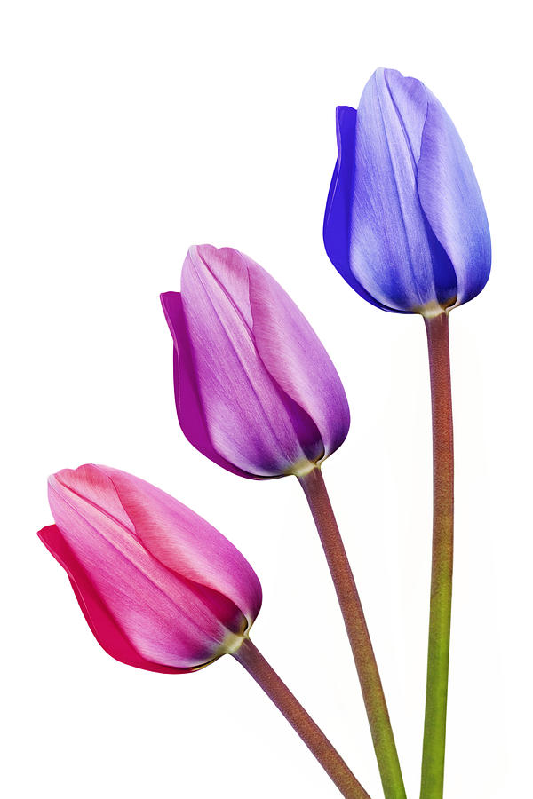 Three Tulips Pink Lilac Purple by Natalie Kinnear - Three Tulips ...