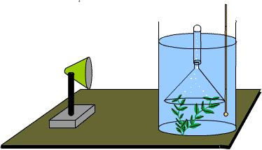 DCSKS3Science - Plant reactions