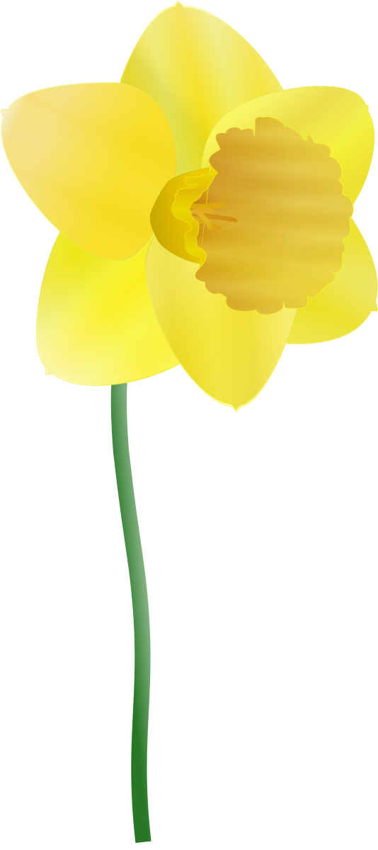Daffodil Clipart by Anonymous : Flower Cliparts #8901- ClipartSE