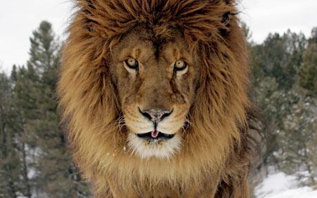 British photographer comes face to face with lion - Telegraph