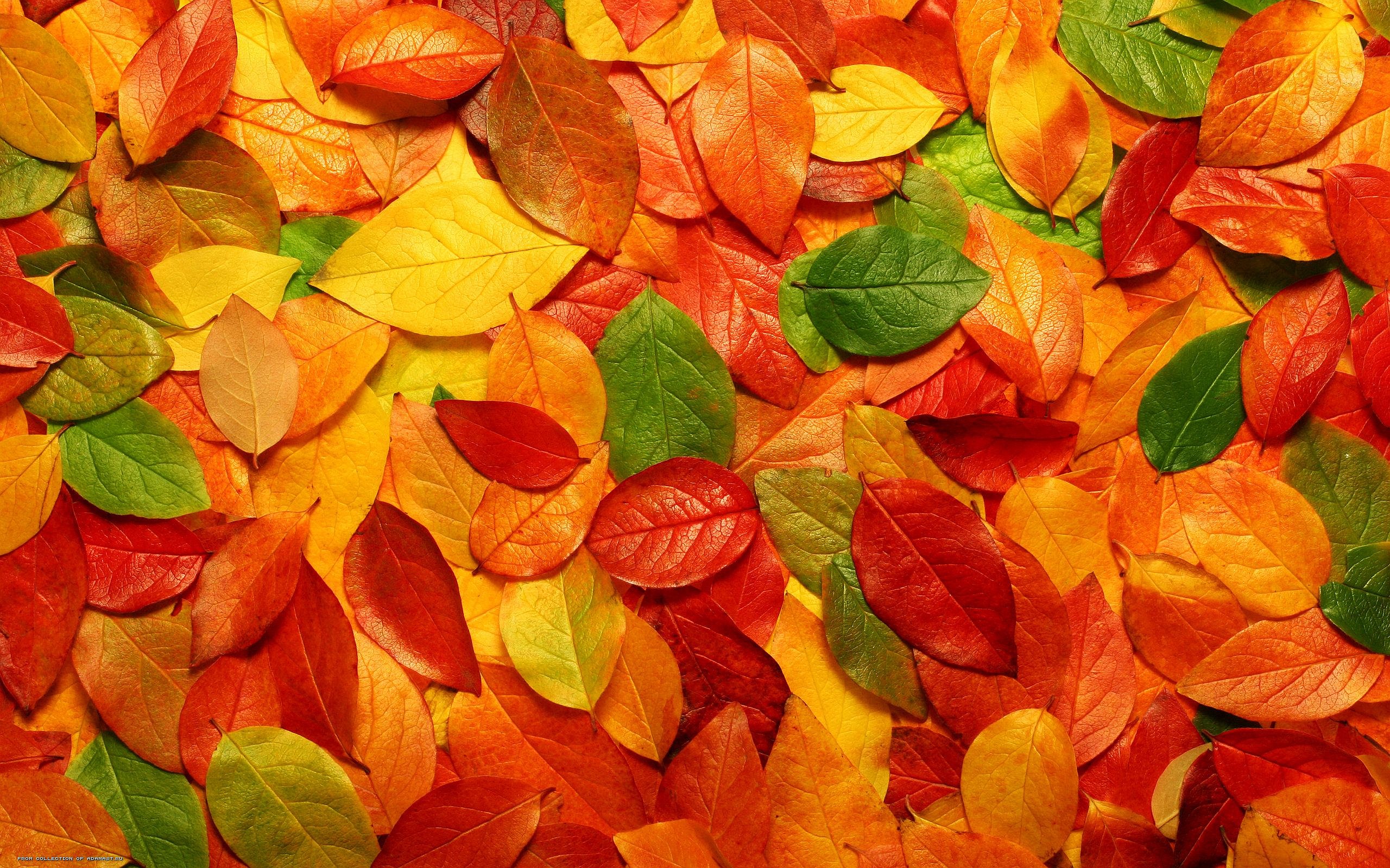 Autumn-Leaves-Background.jpg