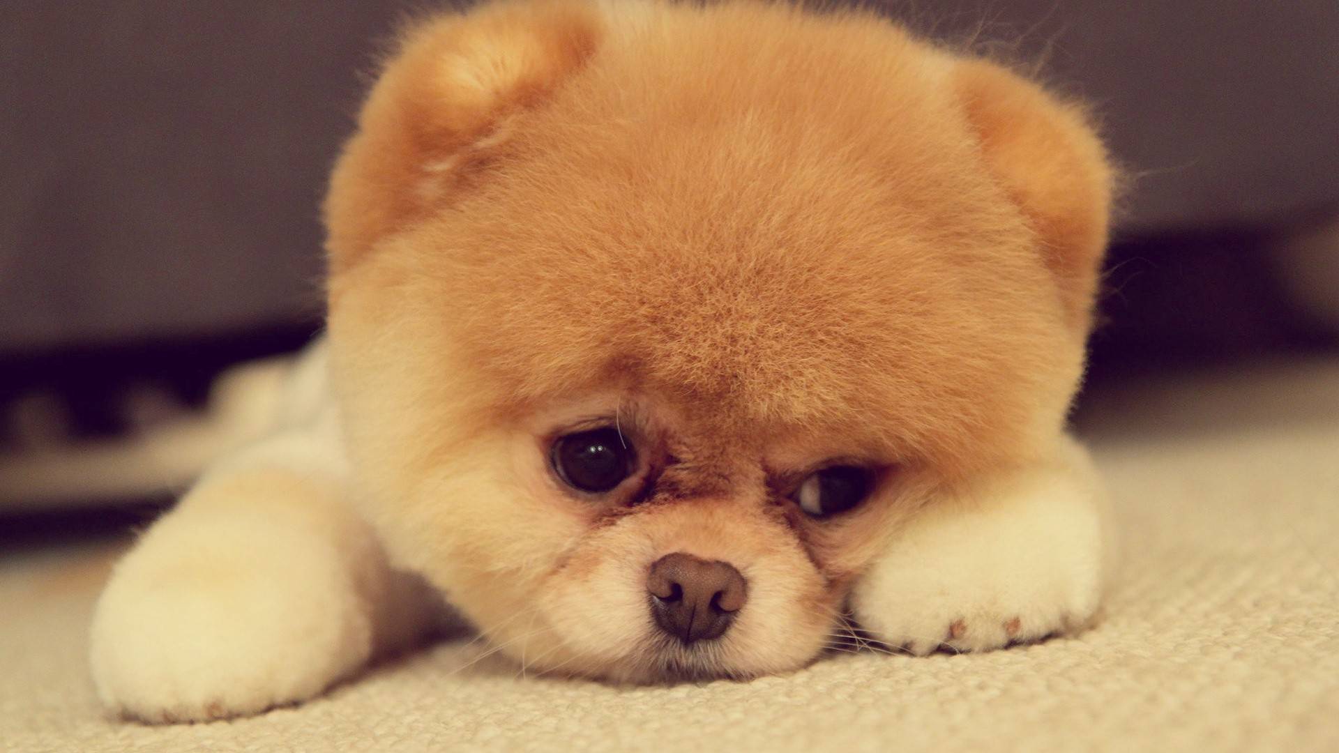 Blendspace | Dogs