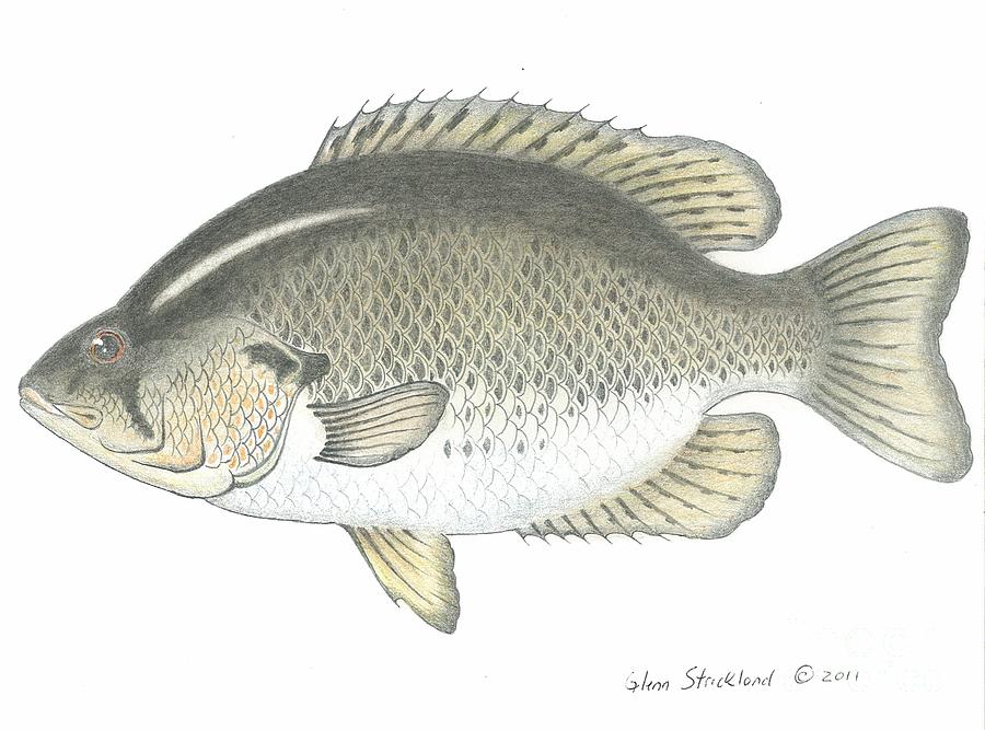 Bass Fish Drawing In Pencil - Gallery