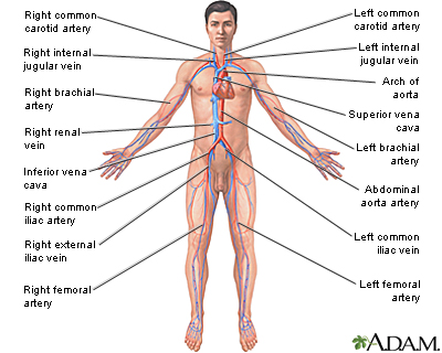 Circulatory system: MedlinePlus Medical Encyclopedia Image