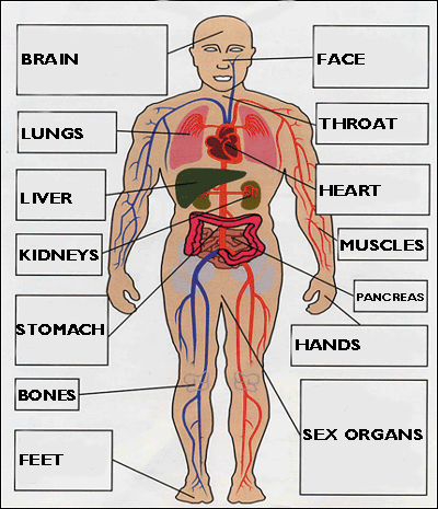 One Body many Parts | TutorVista.com