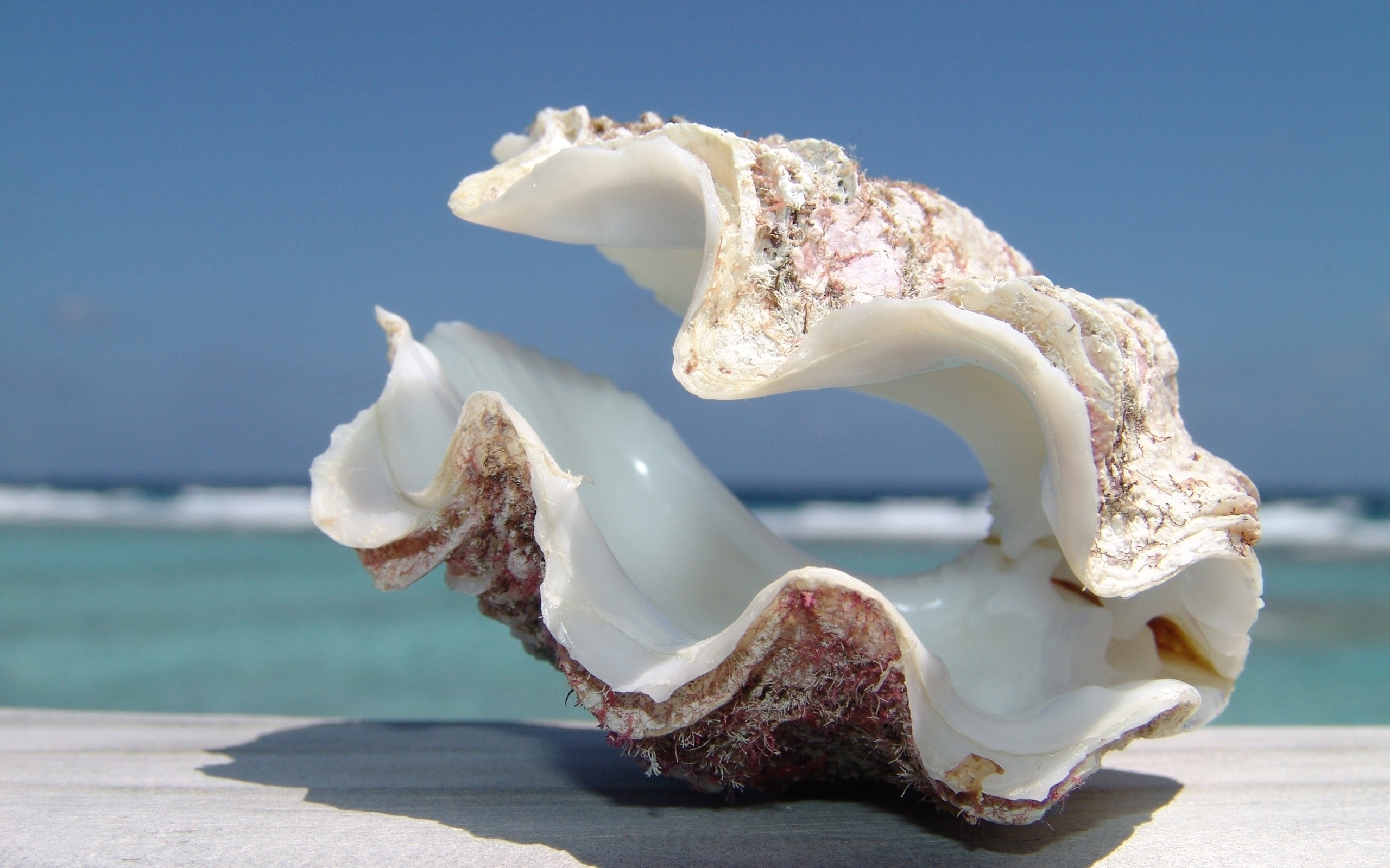 Big Shell Beach #6924266