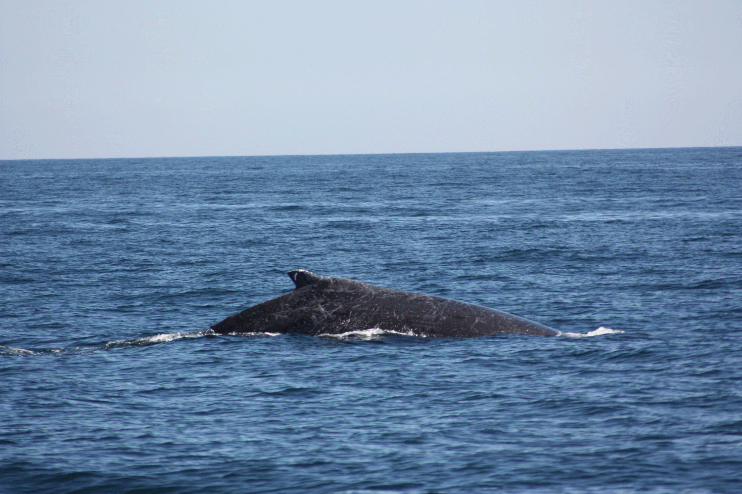 Animated Animated GIF