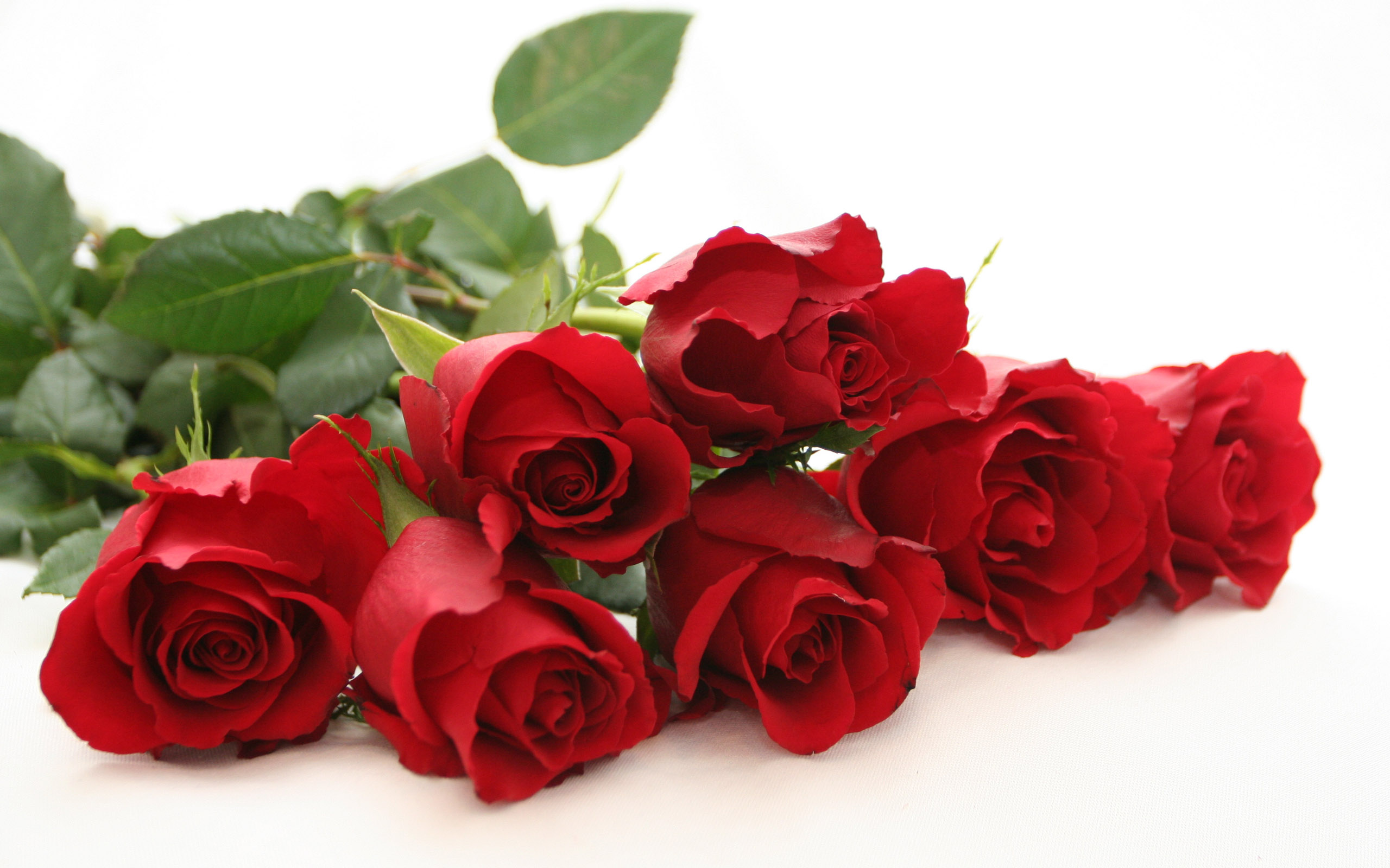 flower-wallpapers-free-dowload.jpg