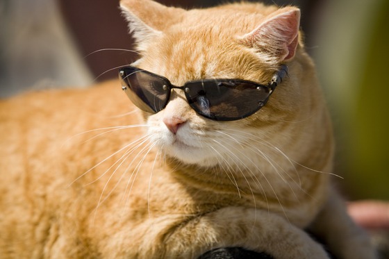 10 Life Lessons From a Cool Cat