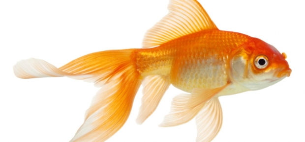 2381_620x290.jpg