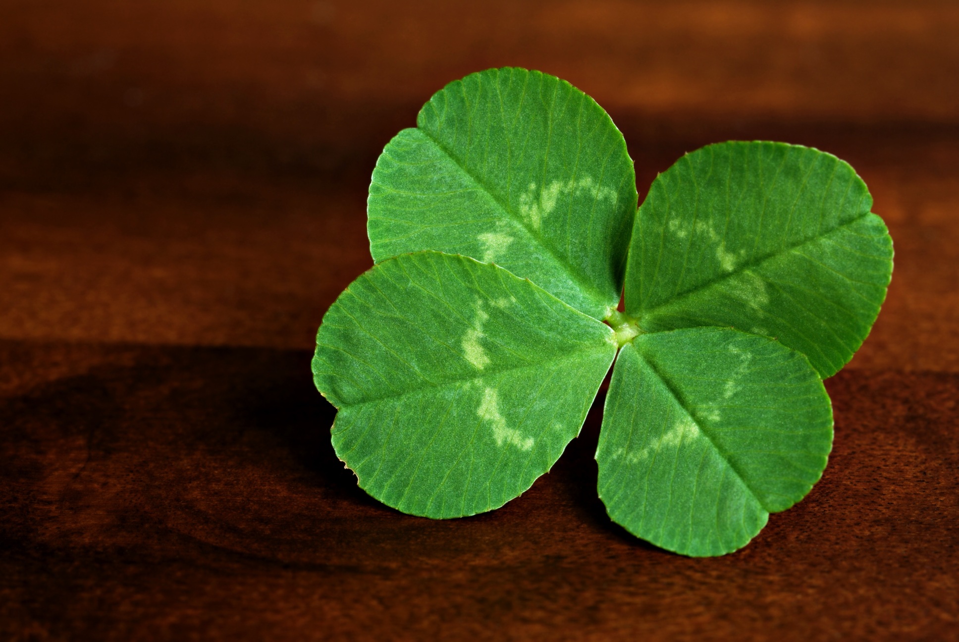 Four-Leaf Clover | Must Be This Tall To Ride
