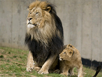 New Animals at the Zoo | Exhibitions | Smithsonian