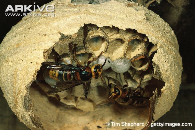 Hornet videos, photos and facts - Vespa crabro | ARKive