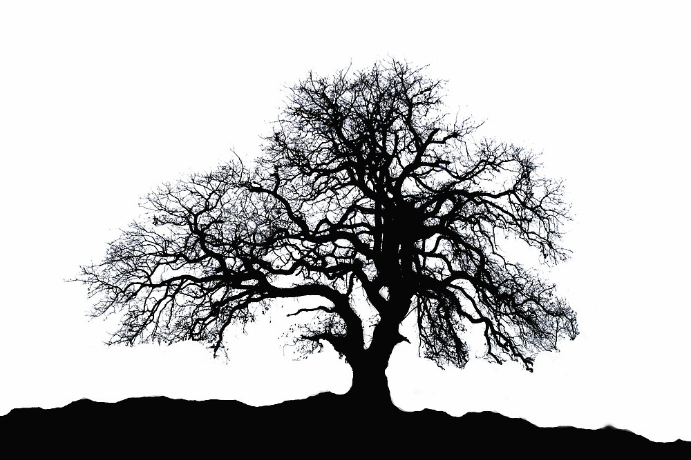 Oak Tree Silhouette" by Carolyn Fletcher | Redbubble
