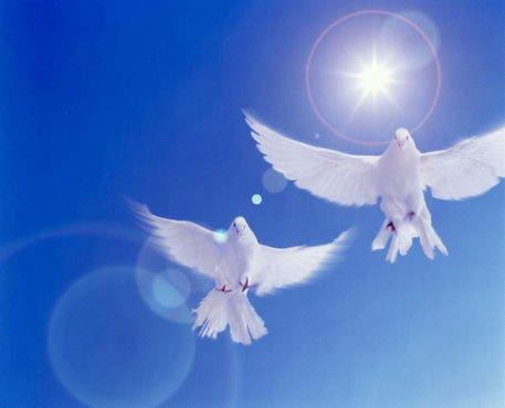 Two doves side by side " Picture art prints and posters by ...