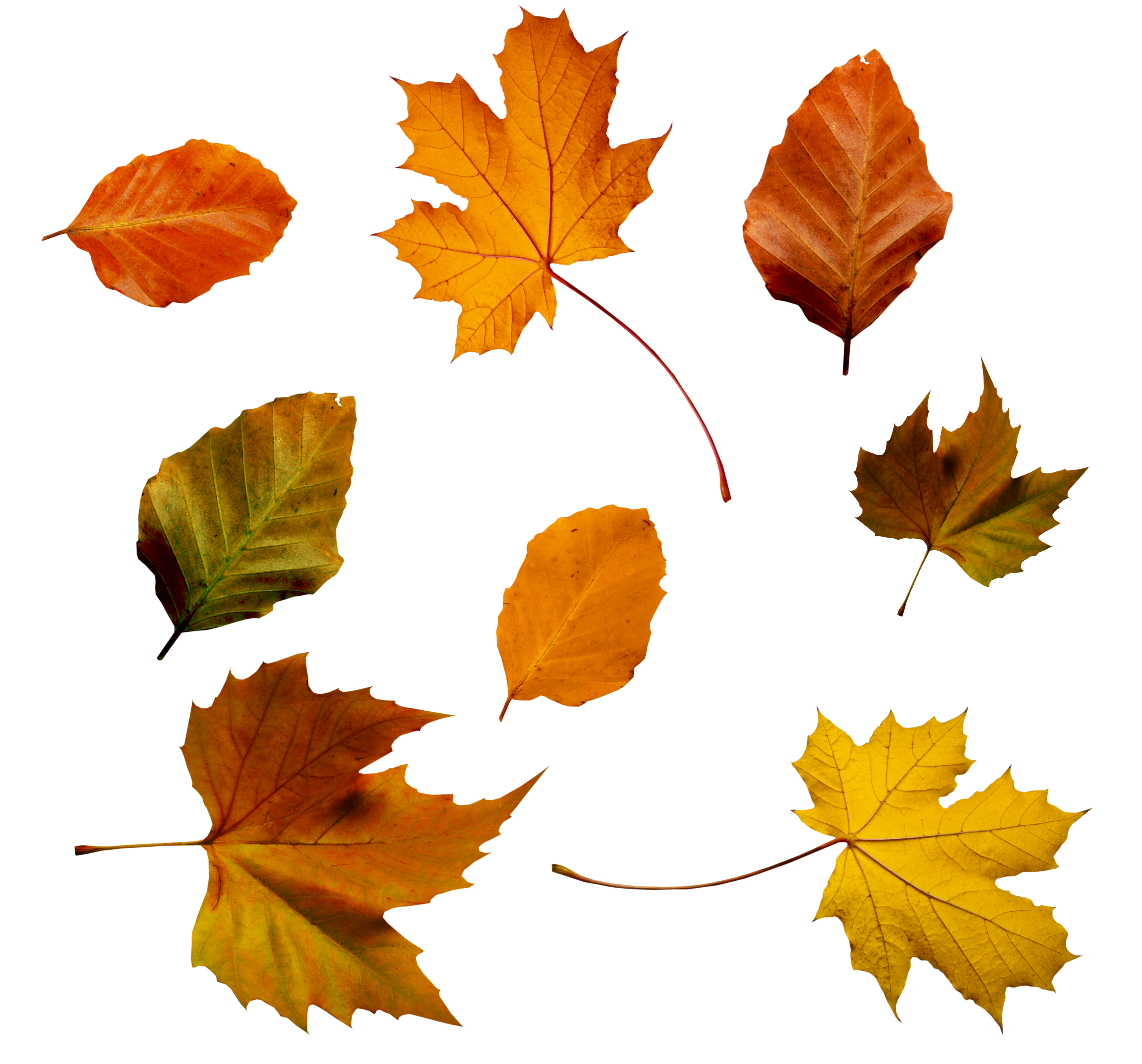 Autumn Leaves PSD by Atticresources on DeviantArt