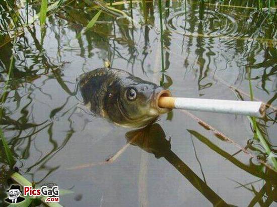 funny fish - AmusingFun.com | Pictures and Graphics for Facebook ...