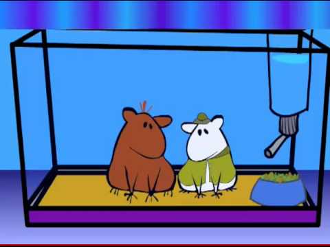Guinea pig cartoon marathon. - YouTube