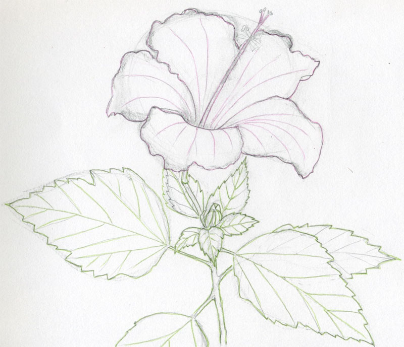 Hibiscus Flowers Drawing Tutorial