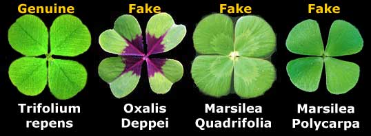 Facts about Four-leaf Clovers