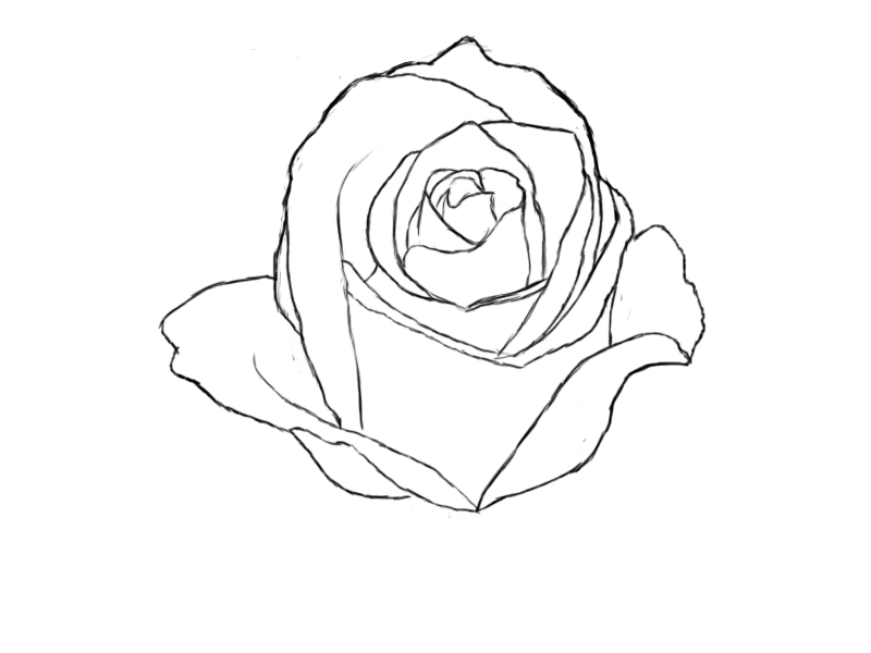 Rose Drawing | Viralnova