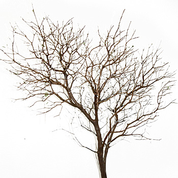 Branches - Wholesale Wedding Flowers