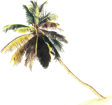 Palm Tree Art: Palm Tree Clip Art, palm tree clip art palm treepng ...
