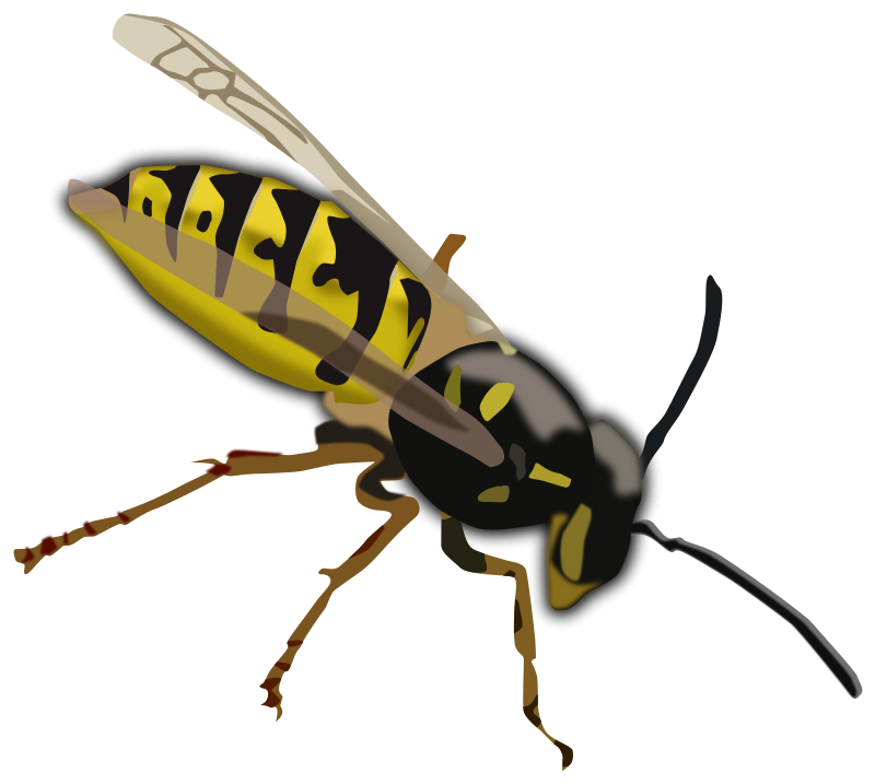 Wasp Clip Art Download
