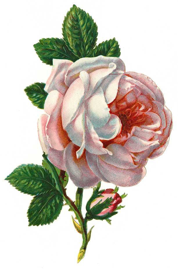 Pink Rose Art - Cliparts.co