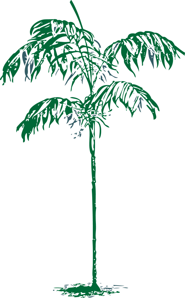 Tree Palm Chamaedorea Sartorii - vector Clip Art