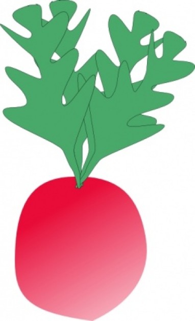 Radish clip art Vector | Free Download