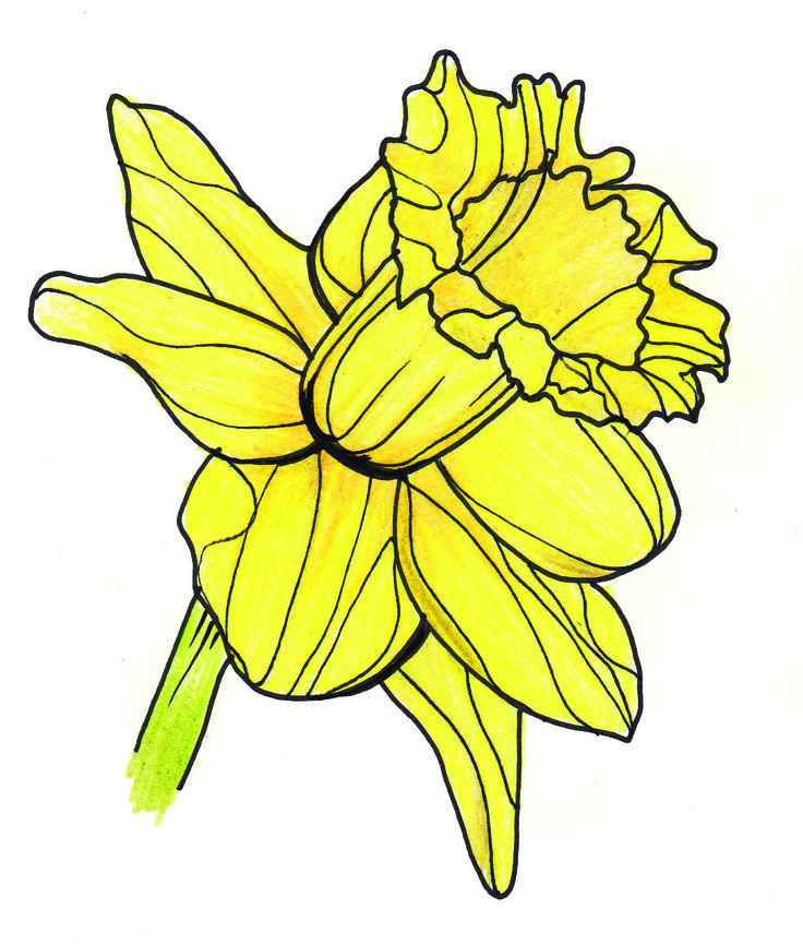 How To Draw A Daffodil Birch And Button Flower Drawing Flower Drawing ...