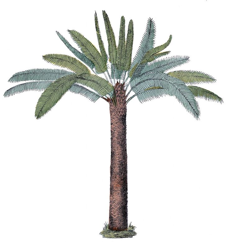 Vintage Palm Tree Graphic