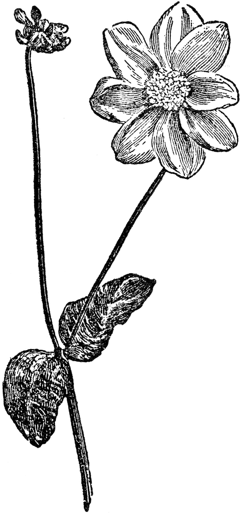 Dahlia Clip Art