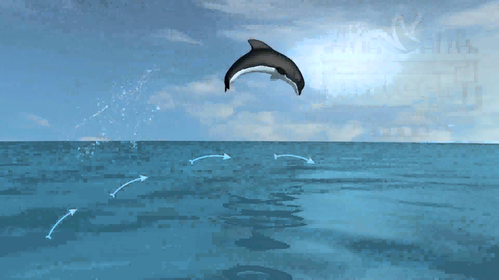 3D Dolphin Animation By Wiztech 3D - YouTube