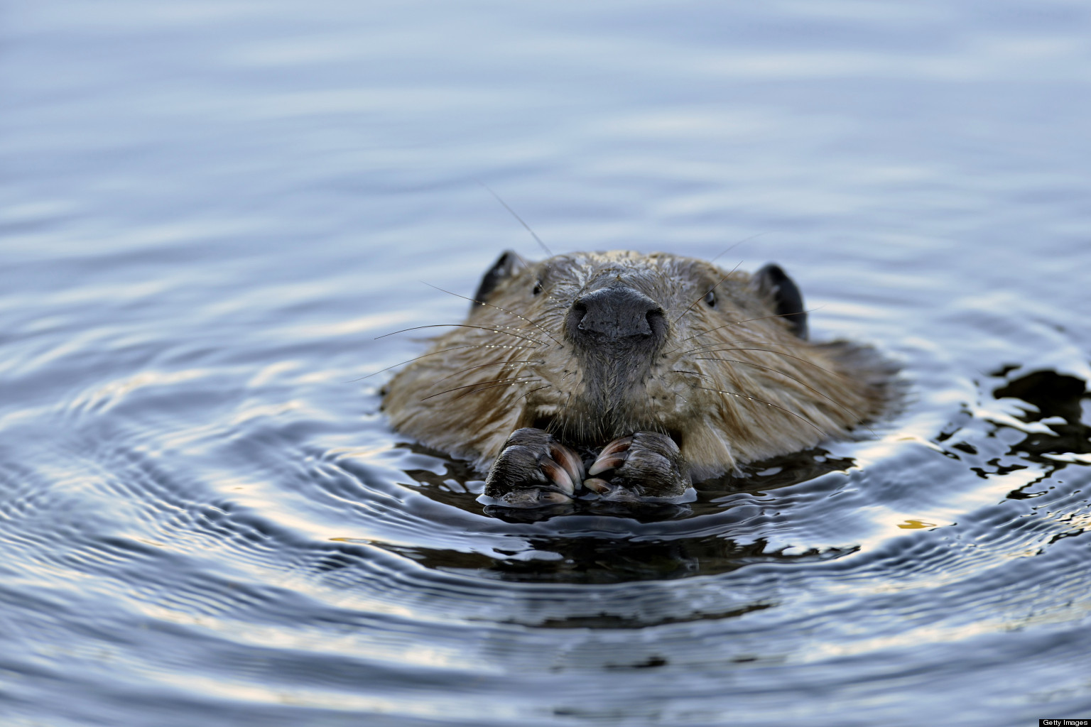 Beaver Bites Man To Death: Animal Bit Through Fisherman's Artery ...
