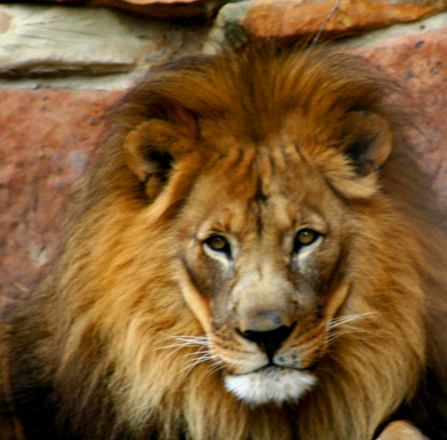 lion face 3 by TlCphotography730 on DeviantArt
