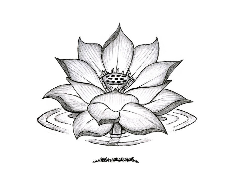 Picture Of Lotus Flower To Draw - ClipArt Best
