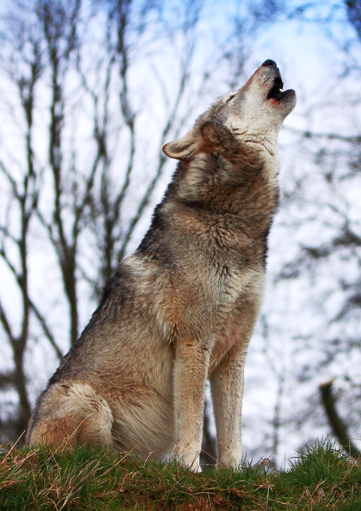 Eerie howls could be the sound of hope for Denmark's wolves ...
