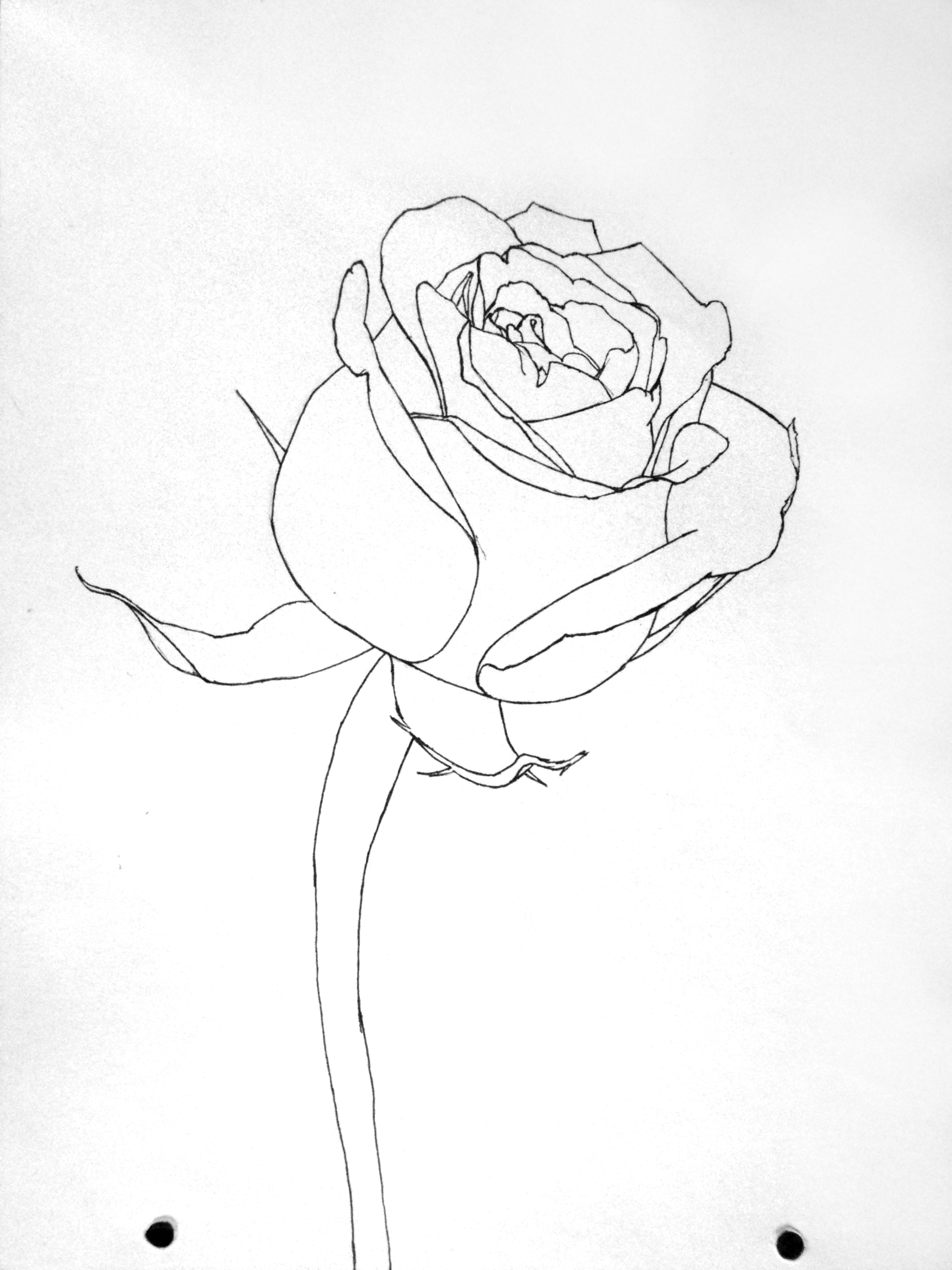 Rose - LineArt by EckoSlime on DeviantArt