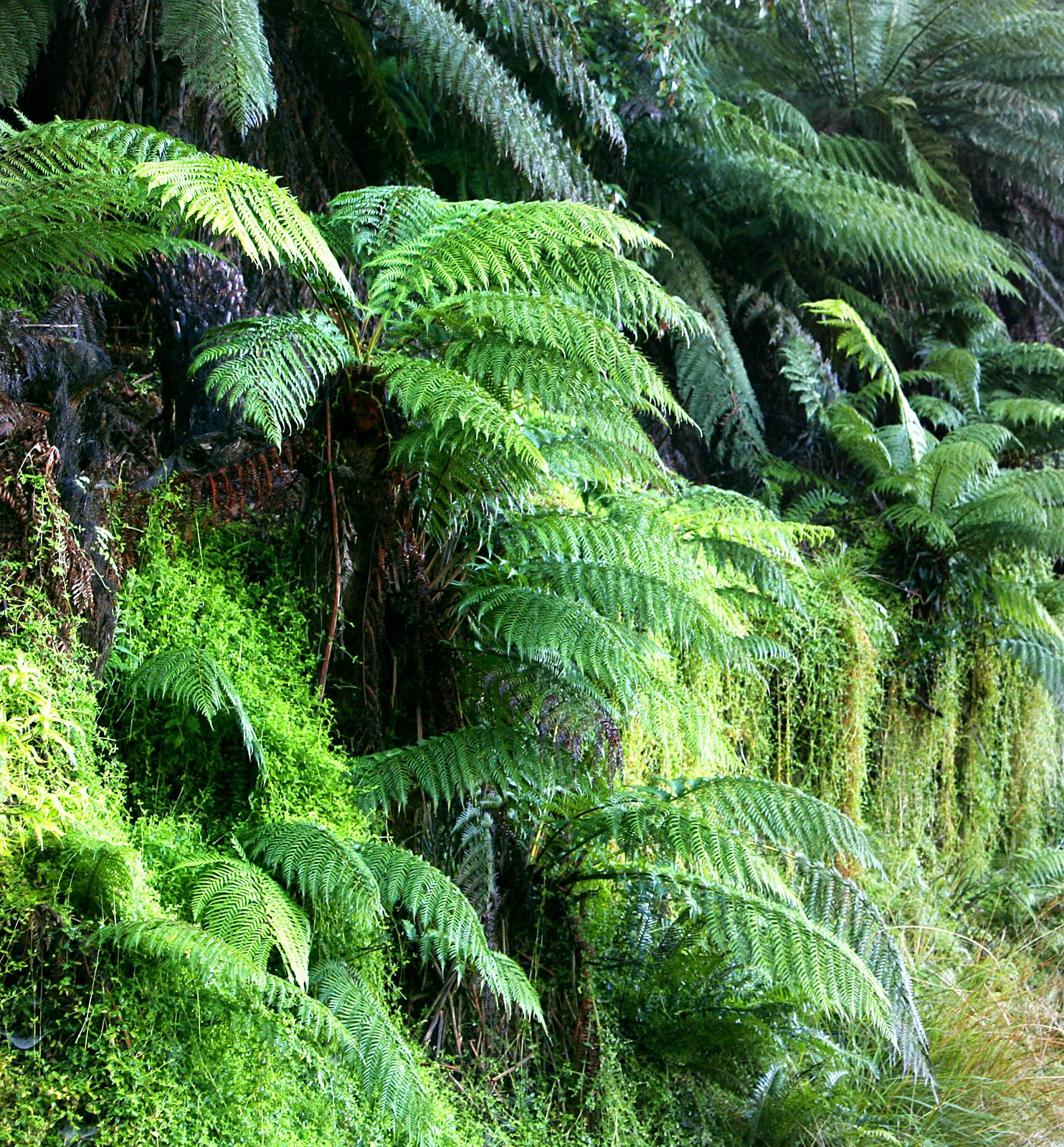 Plant - Wikipedia, the free encyclopedia