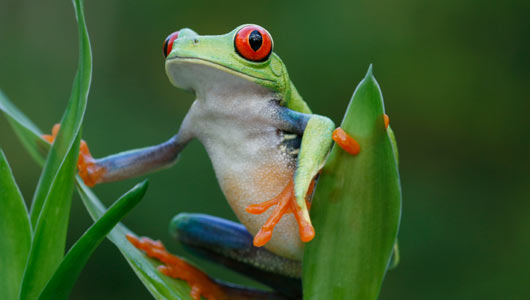 Amazing facts about frogs | OneKind