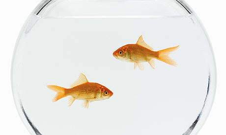 Should the RSPCA have pursued the man who ate a live goldfish ...