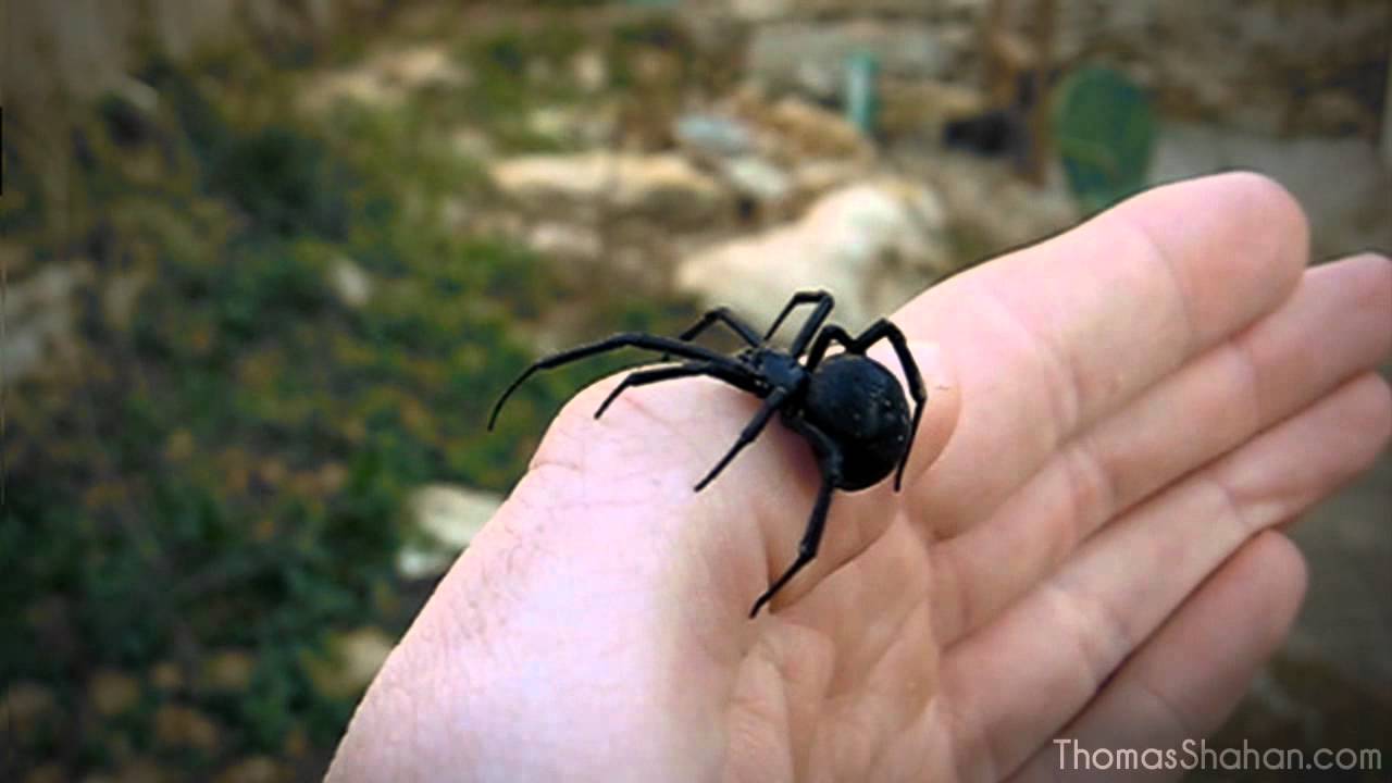 Handling a Female Black Widow Spider (Latrodectus mactans) - YouTube