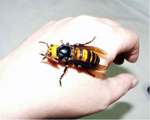 Japanese Hornets Attack Downton Abbey |
