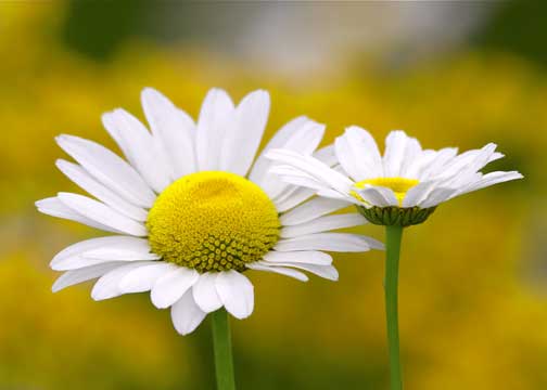 daisies1.jpg